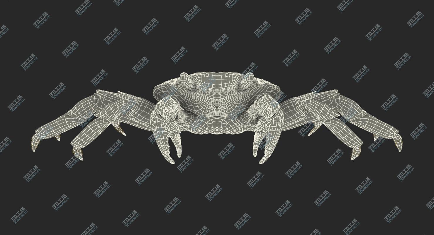 images/goods_img/2021040163/Red Rock Crab Rigged for Maya/4.jpg